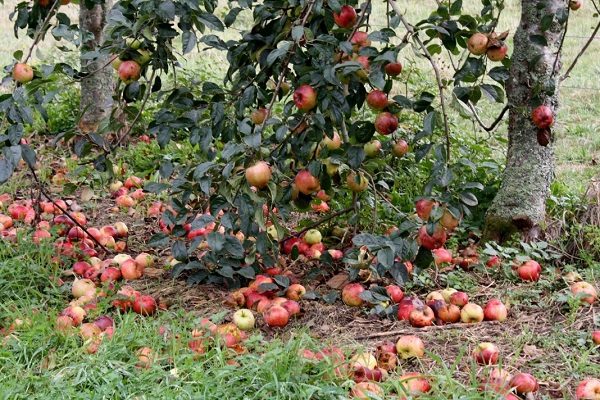  Fallen red apples