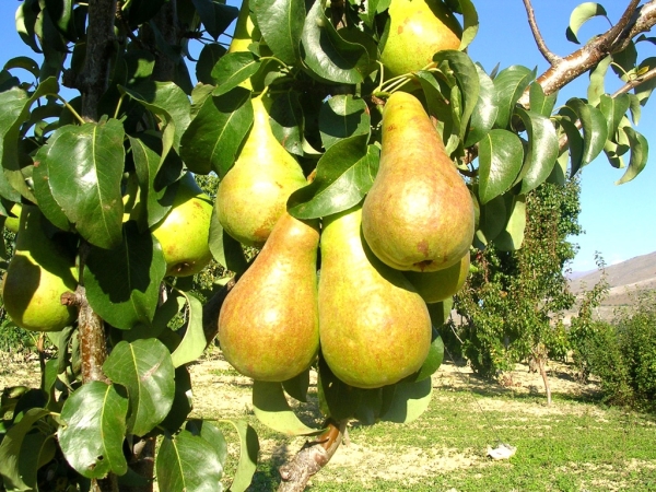  In order for the pear to bloom and produce fruits, it is necessary to have on the plot not one tree, but several