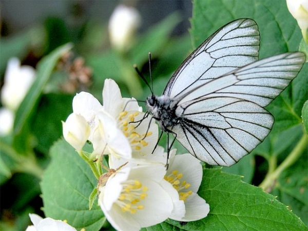  The danger for pears northerner is butterfly hawthorn