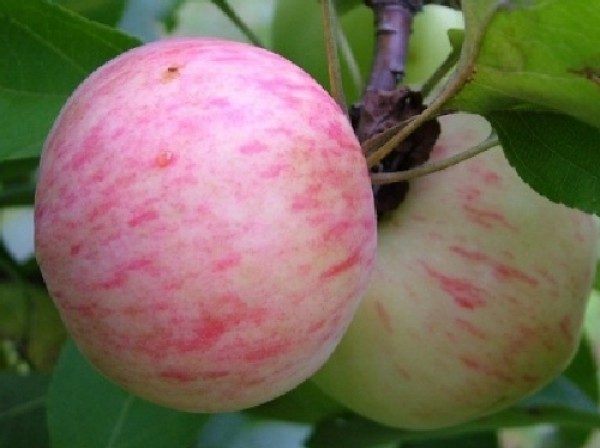  Pear on a bush