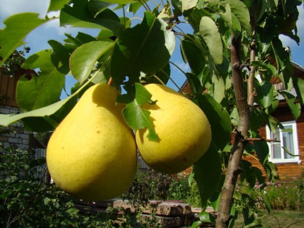  Decoración de variedad de pera