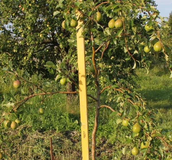  Varietà di pere La rugiada di Augusto raggiunge un'altezza di tre metri, tollera gli inverni