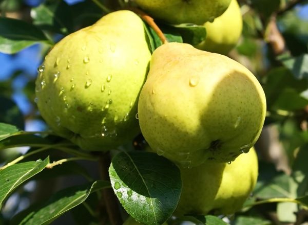  Variety of pears August dew: descriptive characteristics of the tree and fruits