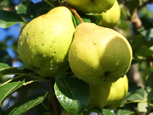  Varietà di pere Rugiada d'agosto: caratteristiche descrittive dell'albero e dei frutti
