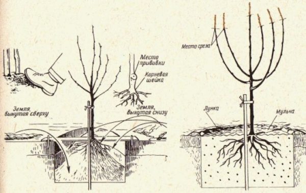  The scheme of planting pear Muscovite