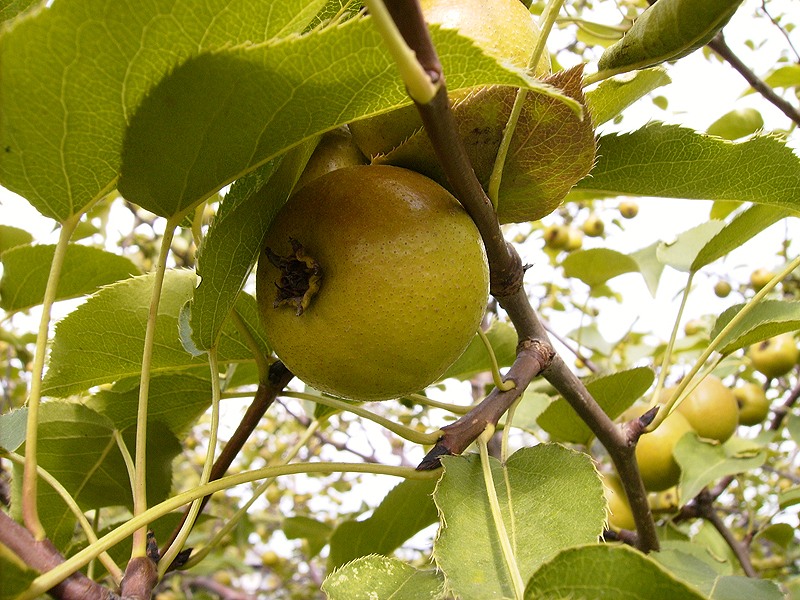  Pear wilderness