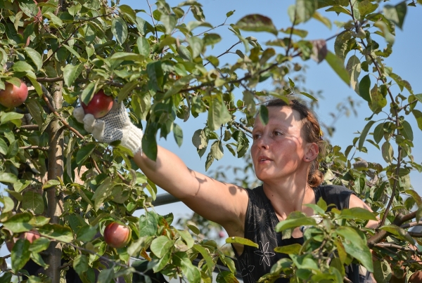  You can collect apples for storage in September or October