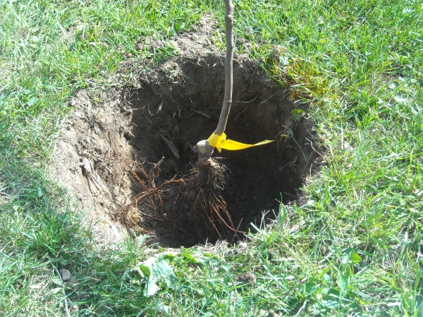  When planting an apple, the location of the root collar should be at ground level or a couple of centimeters higher