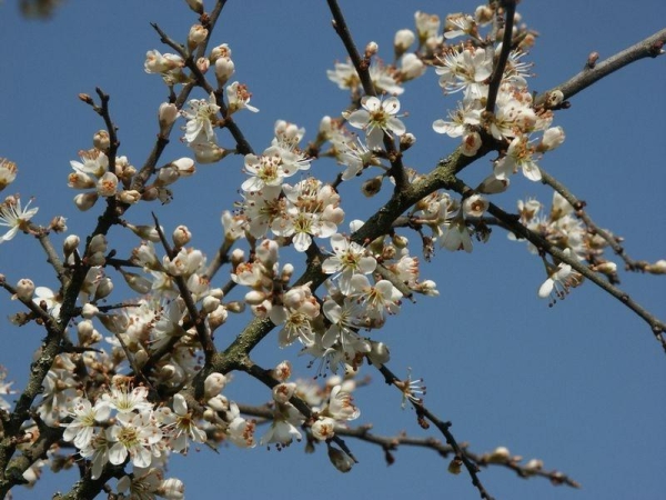  The flowers of thorns as a medical raw material are harvested before opening the buds, preparing infusions and decoctions.