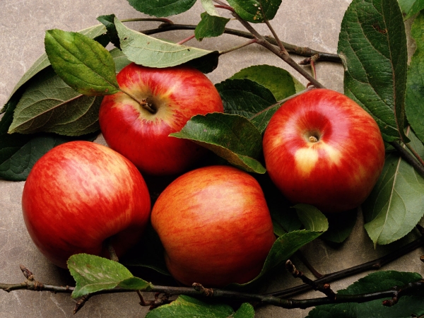  Apple tree - the most common tree on earth, each of the varieties of its composition is valuable