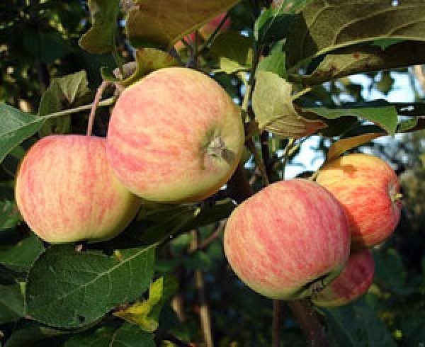  Apple tree Borovinka