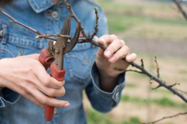  Formation of apple crown in the form of pruning is required almost throughout the life of the tree