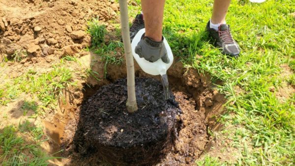  Pear irrigation technology