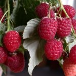  Raspberry heracles