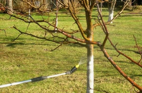  Treating trees Bordeaux liquid