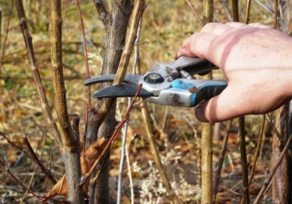  Growing an apple from a cutting will take less time than from a seed
