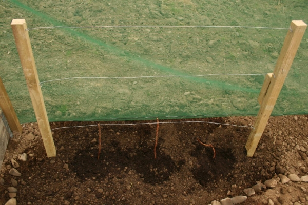  Choose a sunny place with fertile soil for planting raspberries.