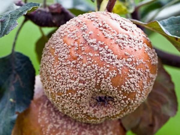  Fruit Rot or Moniliasis