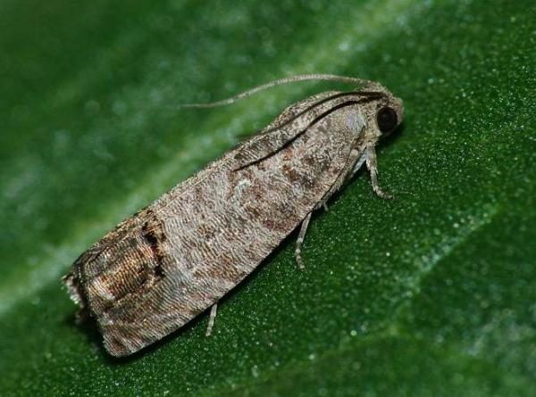  Codling moth