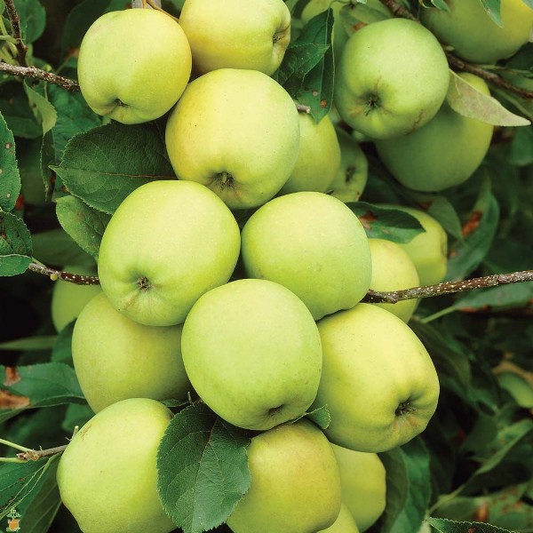  The color of Golden fruits varies from golden light green to yellow.