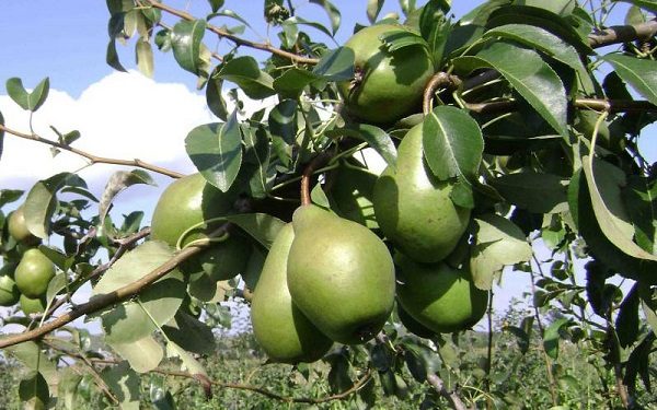  Green fruits Just Maria, ready to harvest and ripen in a dark place