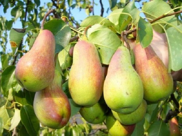  Frutos maduros y jugosos de la belleza del bosque, listos para cosechar.