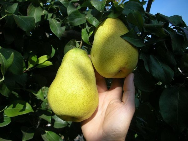  Fruta de pera de miel