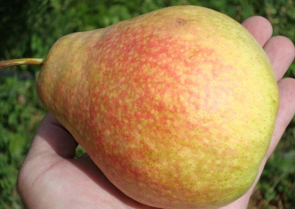  Fruits of a pear of a grade Marble golden-green, with a red flush, juicy and sweet