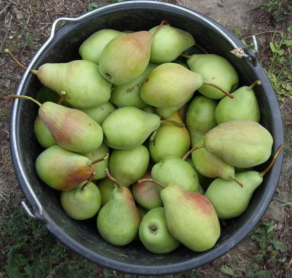  Harvest from the Talgar beauty