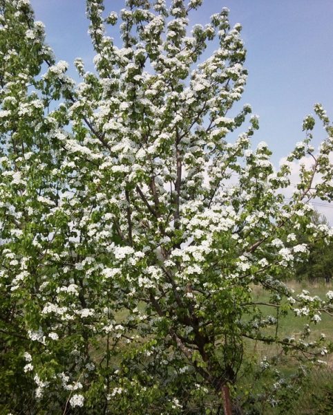  A blooming pear variety of Talgar beauty