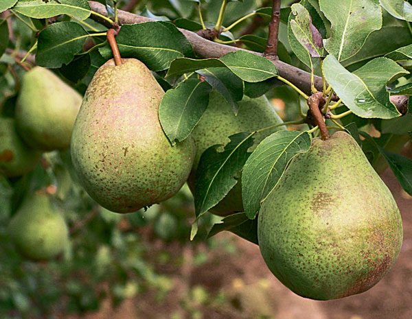  Fruits pear Belarusian late