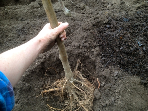  Immediately after planting, a Marble pear variety is watered abundantly and mulched with hay, sawdust or grass.