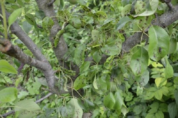  Scabbed Apple Tree