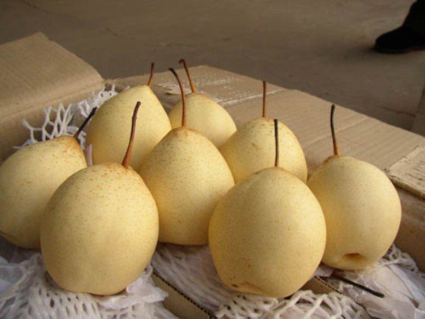  Chinese pear
