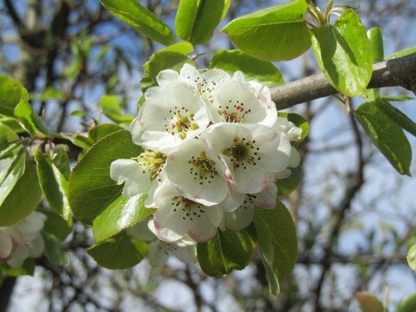  Wild pear blooms in April