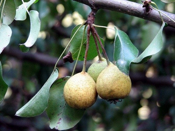  The fruits of wild pear have excellent healing properties.