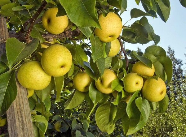  Pear Morning Freshness