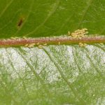  Pear Leaflet