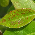  Pear gall mite