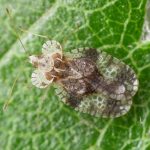  Pear bug