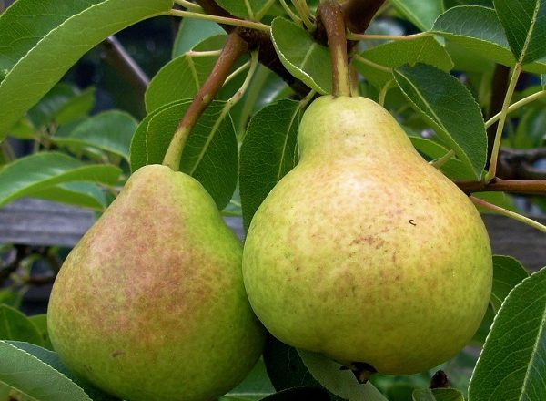  Variedad de peras veles