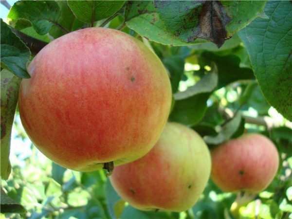  Apples of a grade the Pear