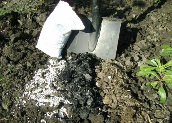  La pera necesita fertilizantes: nitrógeno, carburo, urea, potasio, fósforo, superfosfato