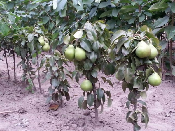  Some pear varieties begin to bear fruit after planting in the 10th year and even later.
