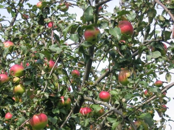  Apple tree variety Welsey