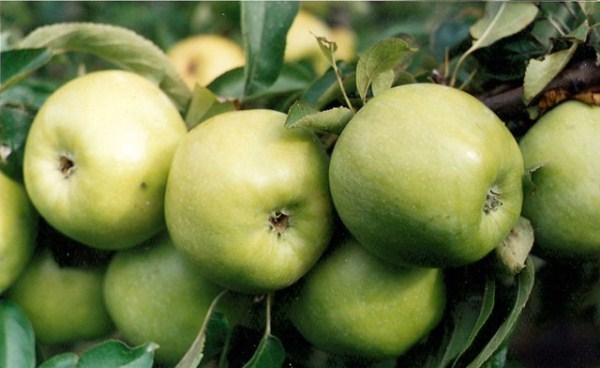 Semerenko variety apples