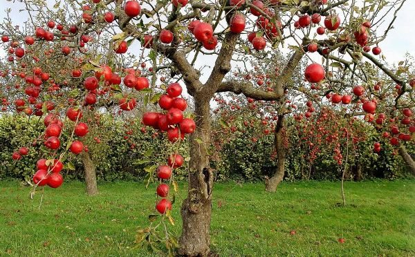  Apple tree varieties Welsey has a small size and red fruits