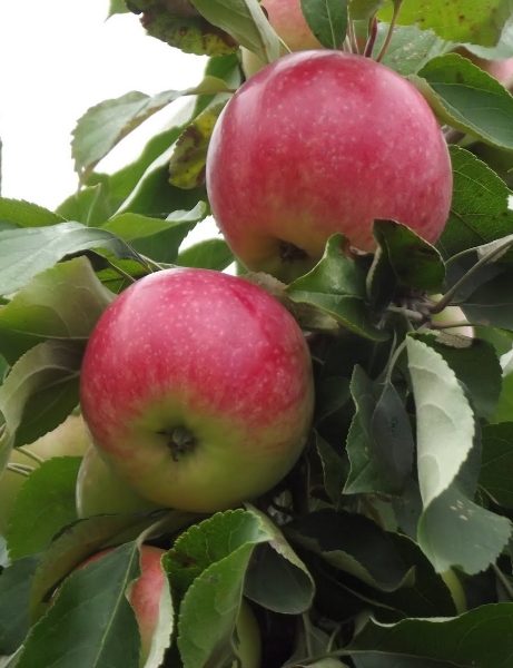  The quality of the fruits of Welsey depends on weather conditions and the region of growth.