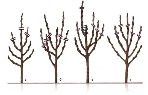 Pruning a young apple with features of the development of its branches