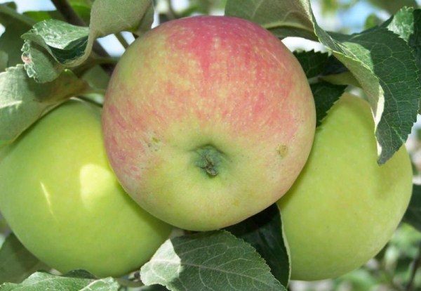  Fruits of Semerenko contain many beneficial vitamins, minerals and trace elements
